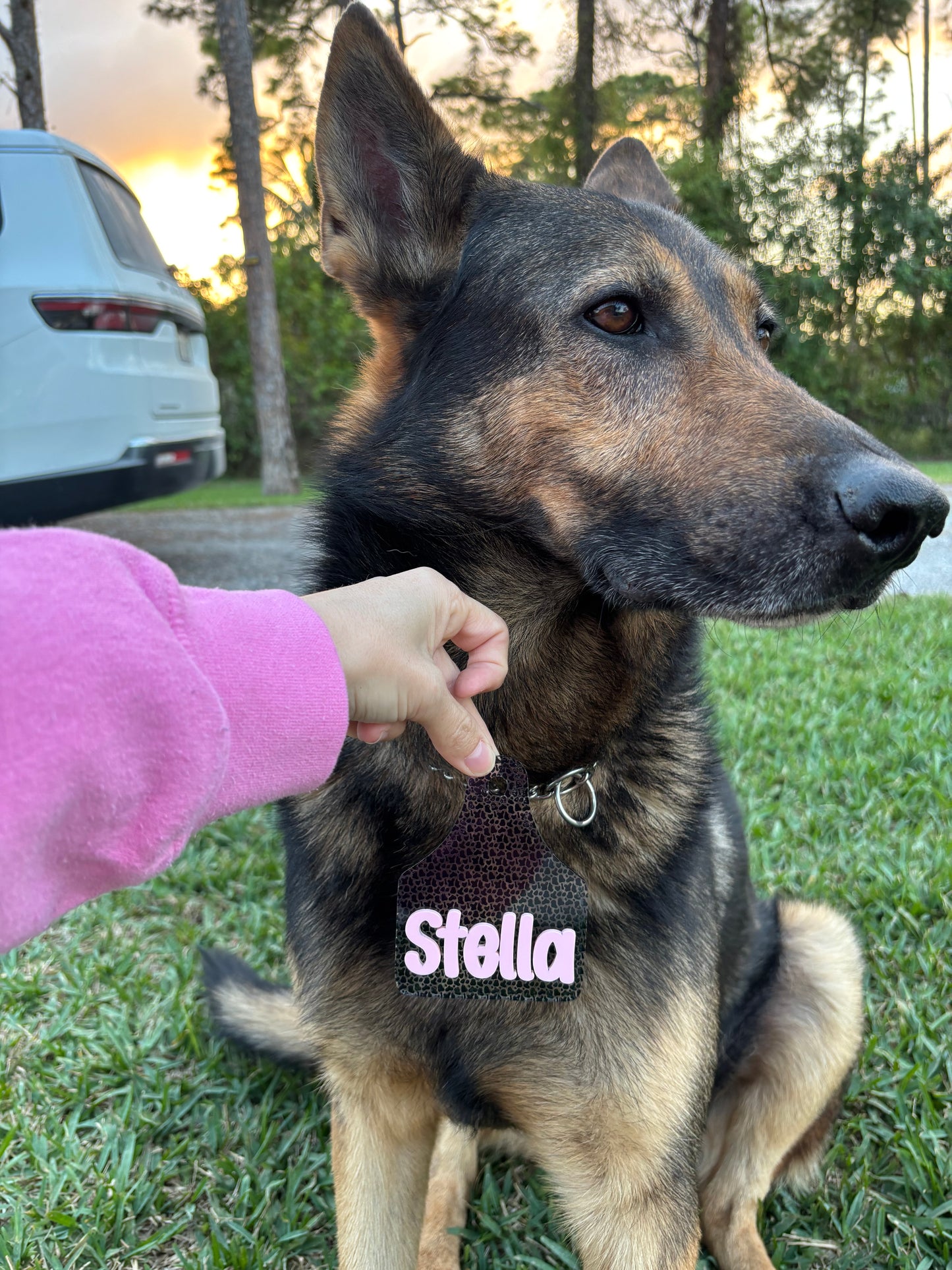 Pet Tags